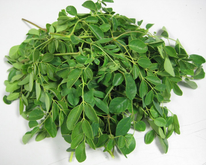 Manufacturers Exporters and Wholesale Suppliers of Moringa Leaves Neemuch Madhya Pradesh